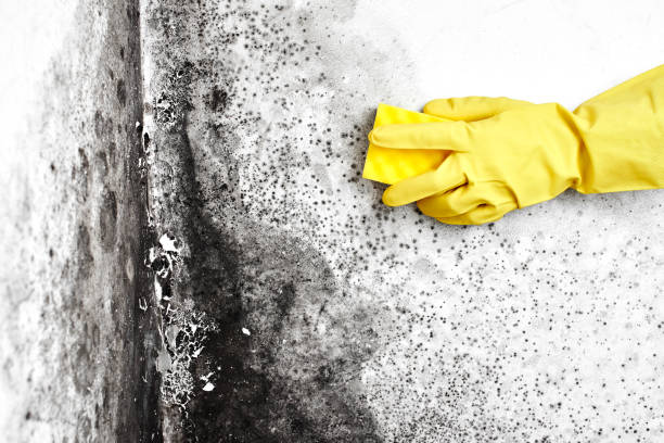 Best Basement Mold Remediation in Newton, NC