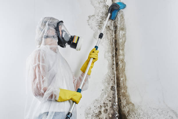 Best Bathroom Mold Remediation in Newton, NC