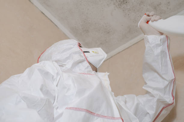 Best Attic Mold Remediation in Newton, NC